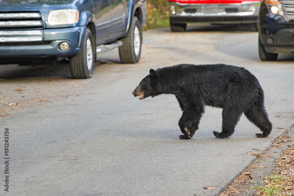 Horizontal shot of a black bearcrossing the road in the Cades Cove area of the Smoky Mountains National Park.  There is traffic on the road he is crossing.