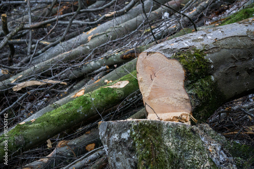 Tree felling in a winter forest in the mountains of Austria