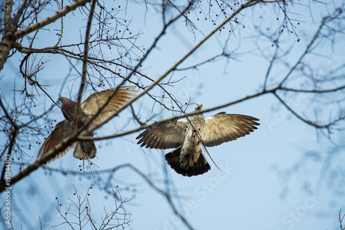 Two pigeons seen from low angle through branches