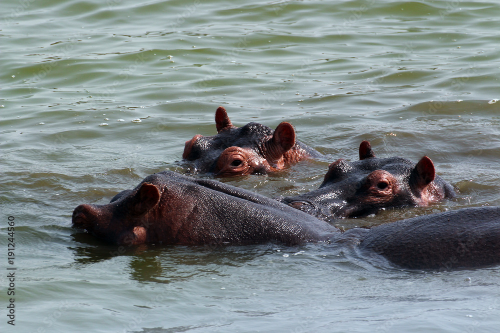 Wilde Nilpferde in den Gewässern von Uganda Afrika Wilde Nilpferde in den Gewässern von Uganda Afrika