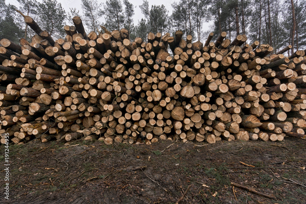 A large pile of wood on a background of a pine forest. Piles of wood by a sawmill.