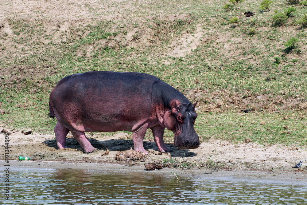 Wilde Nilpferde in den Gewässern von Uganda Afrika Wilde Nilpferde in den Gewässern von Uganda Afrika