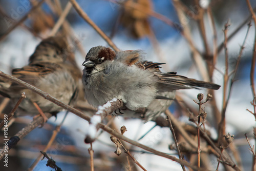 Sparrow sitting on a snow-covered branch. Male bird. Soft focus. Shallow depth of field