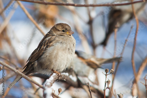Sparrow sitting on a snow-covered branch. Female bird. Soft focus. Shallow depth of field