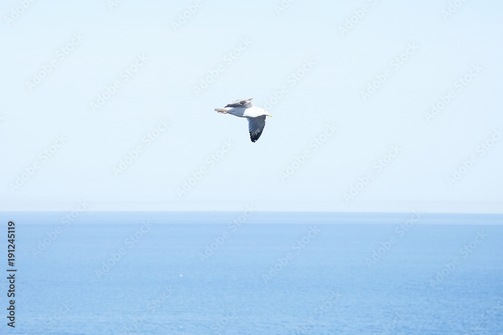 seagull and blue sky 