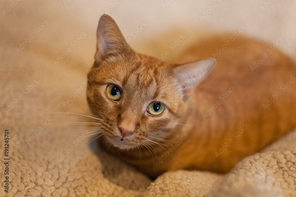 Orange tabby cat close up looking into camera Orange tabby cat close up looking into camera