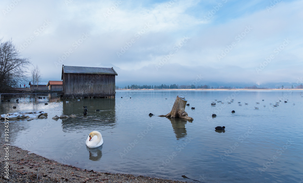 Bootshäuser mit friedlicher Schwan am Kochelsee