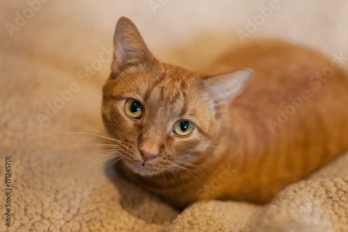 Orange tabby cat close up looking into camera