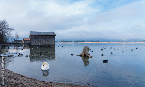 Obraz na płótnie Bootshäuser mit friedlicher Schwan am Kochelsee w salonie