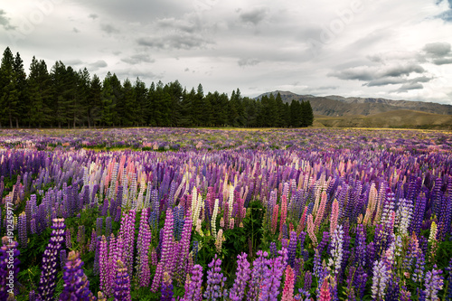 Landscape of New Zealand mountains with a field of wild lupins on foreground, Canterbury, NZ
