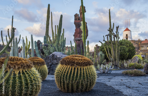 Cactus garden in Guatiza village, Lanzarote, Canary Islands, Spain 