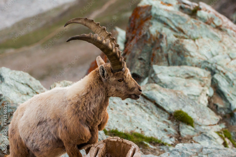 Wild goats in the mountain