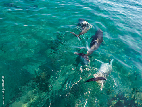 Three frolicking dolphins.