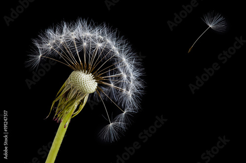 Fototapeta Naklejka Na Ścianę i Meble -  Pusteblume auf schwarzem Hintergrund, isoliert
