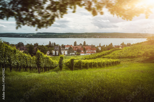 beautiful vineyards with grapes in front of lake of constance