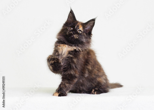tri-color kitten of maine coon on white background