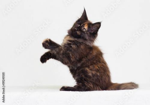 tri-color kitten of maine coon on white background