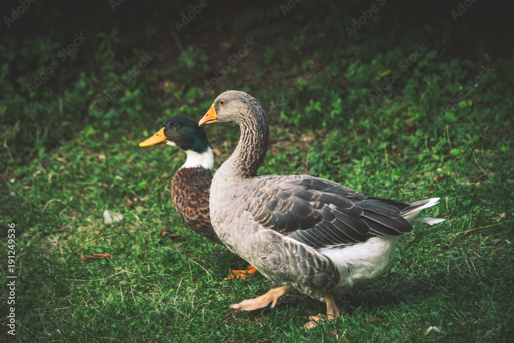 Obraz premium couple of ducks on grass at farm summer day