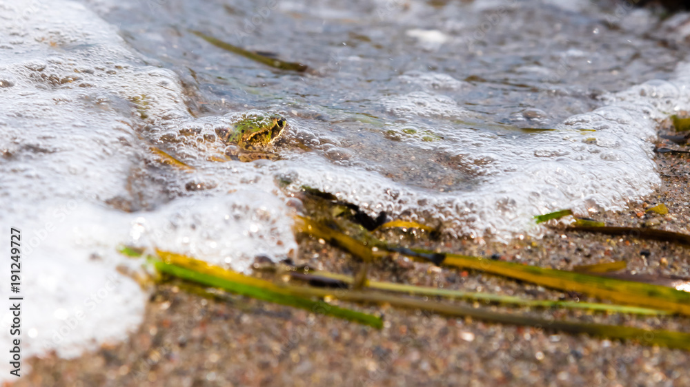 Fototapeta premium frog submerged of water