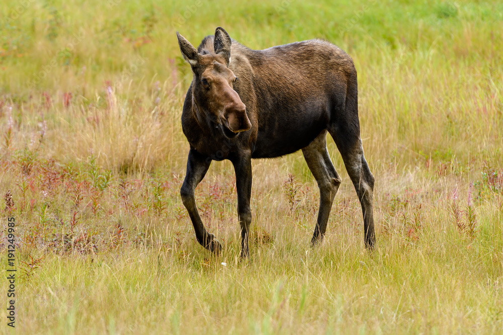 Fototapeta premium Moose (Alces alces) in Yukon Territory, Canada