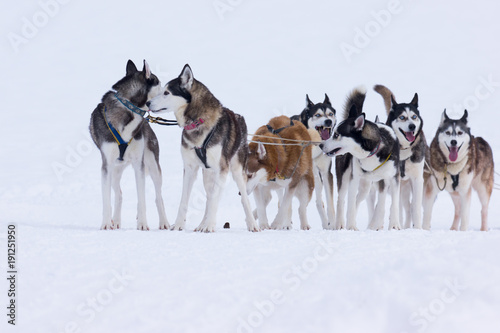 Siberian Huskies in a sled dog race