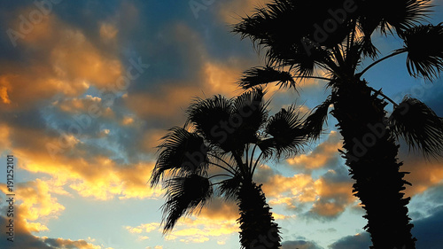 Sunset in the jungle with palm silhouette