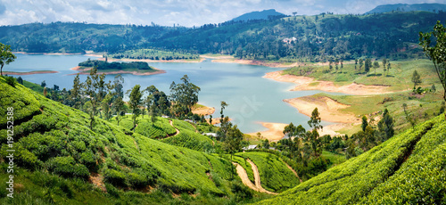 Beautiful view on tea plantation near Nuwara Eliya, Sri Lanka photo