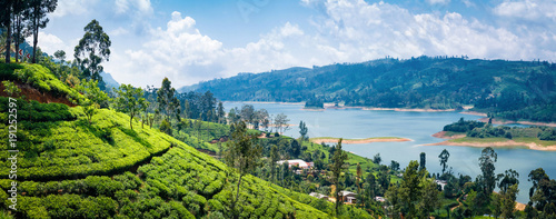 Canvas Print Beautiful view on tea plantation near Nuwara Eliya, Sri Lanka