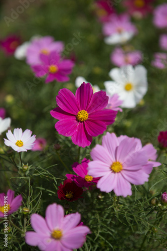 cosmos flower for love