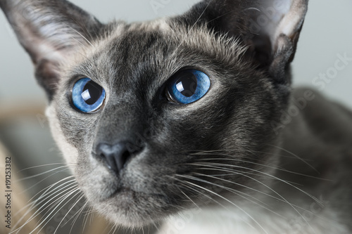 Obraz na plátne Cat boy with blue Eyes Close Up. Breed of cat Siamese oriental