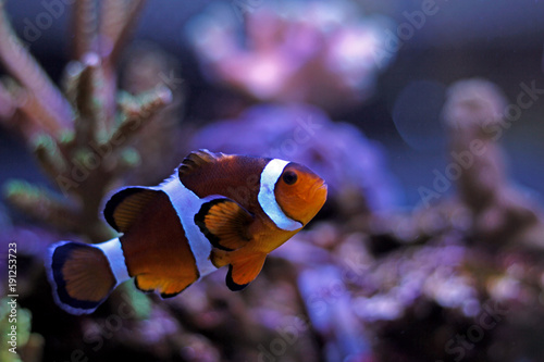 mr.Clownfish - the most popular saltwater fish in coral reef aquariums