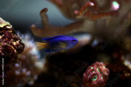 Yellowtail damsel fish © Kolevski.V