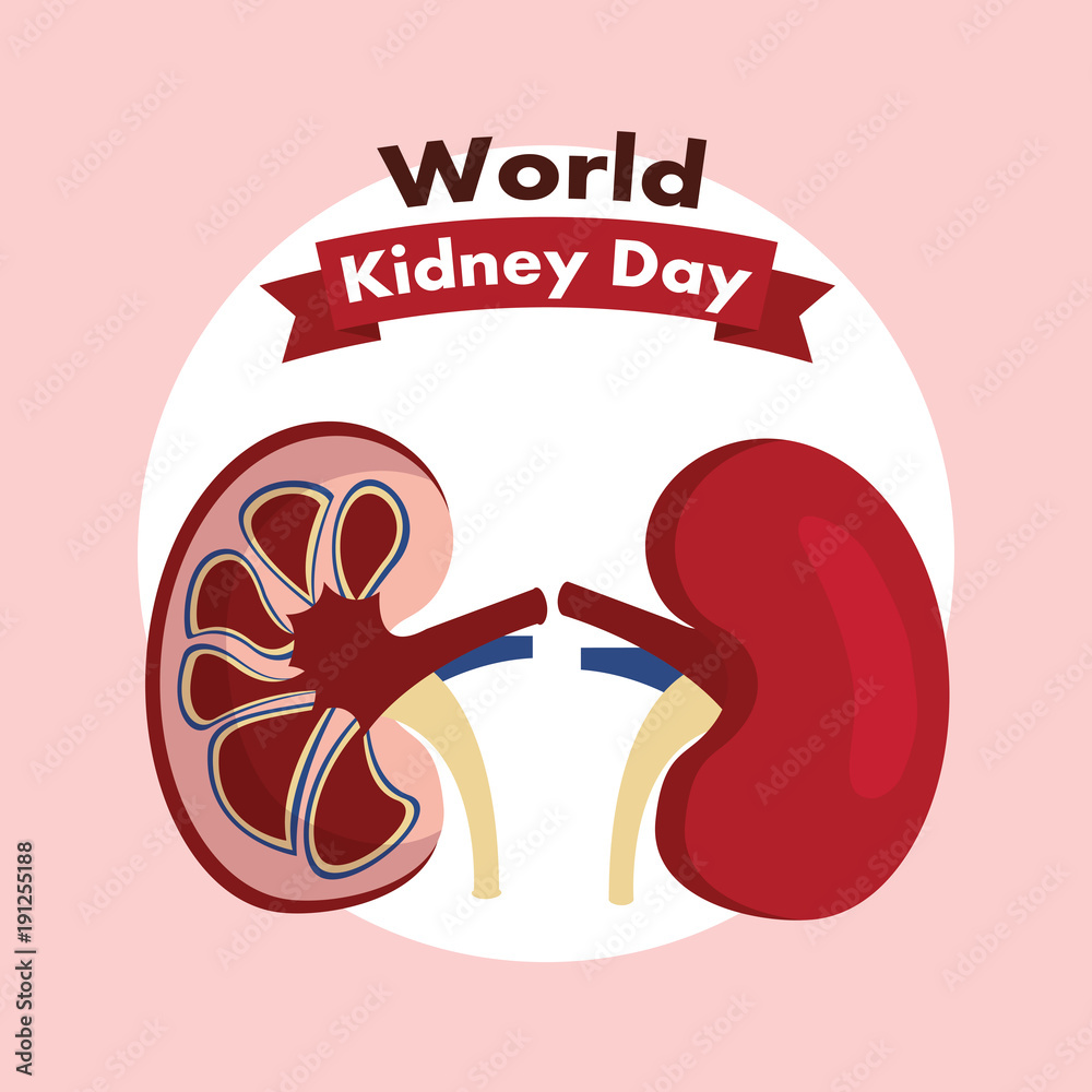Obraz premium world kidney day healthcare medical campaign poster vector illustration