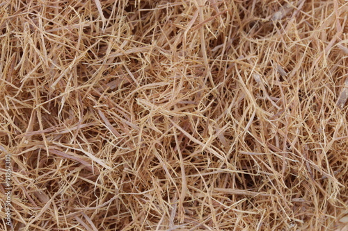 Katzenkralle - Heilpflanze