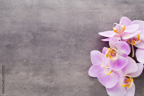 Pink orchid flower on a gray textured background  space for a text.