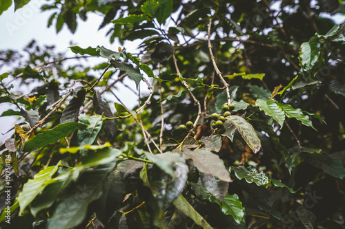 Cultivation of coffe on the island of Santo Antao, Cape Verde photo