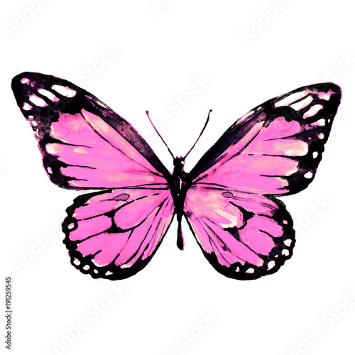 beautiful butterfly,watercolor, isolated on a white