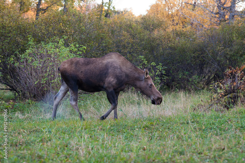 Walking Moose