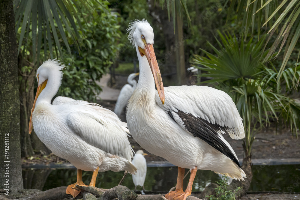 reat white pelican,Pelecanus onocrotalus reat white pelican,Pelecanus onocrotalus