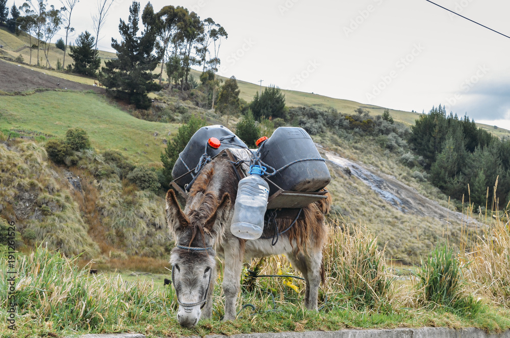 Donkey carrying water and supplies Chimborazo, in rural Ecuador Donkey carrying water and supplies Chimborazo, in rural Ecuador