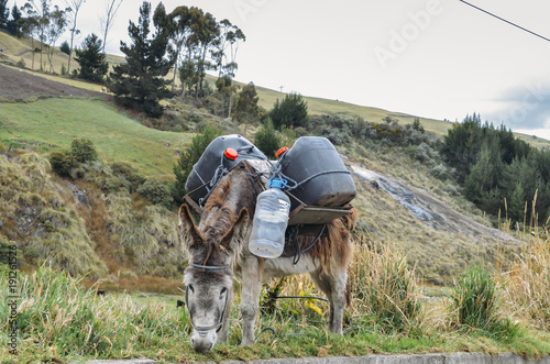 Donkey carrying water and supplies Chimborazo, in rural Ecuador