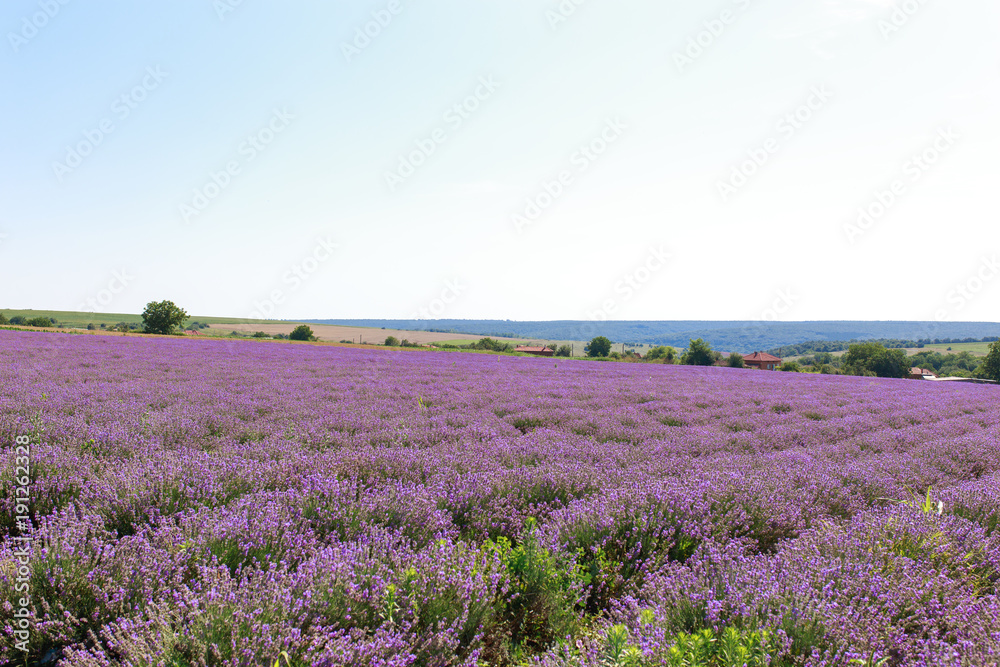 Fototapeta premium Lavender field sunset and lines