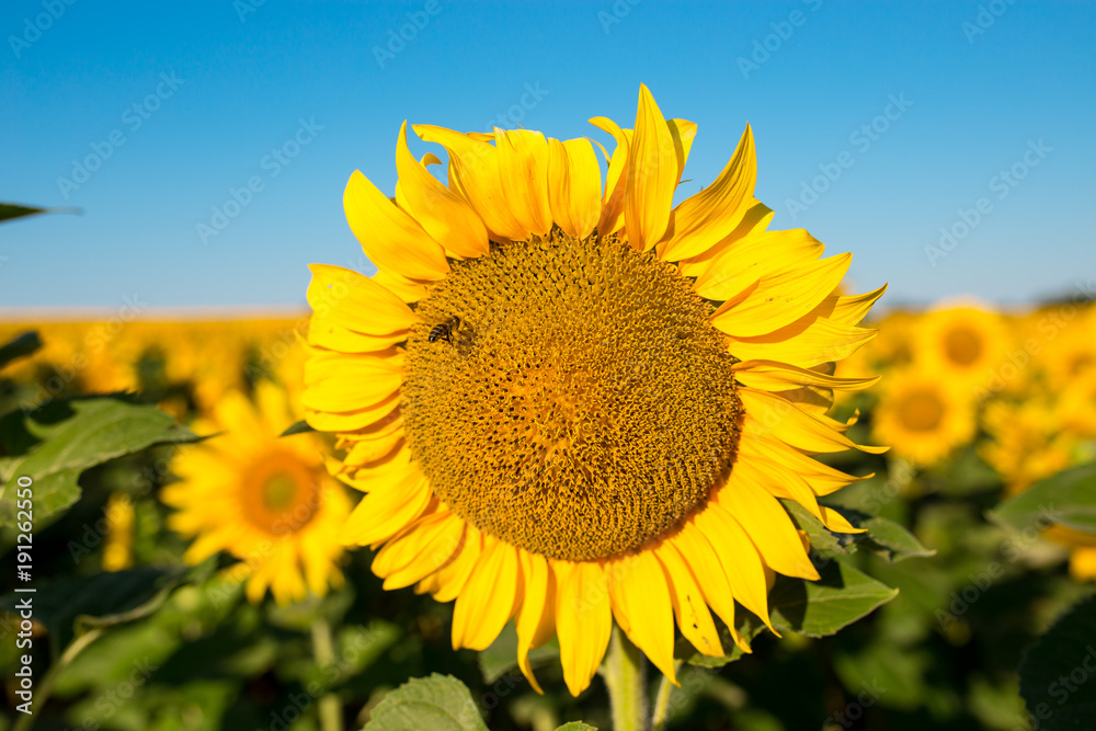 Sunflower field landscape