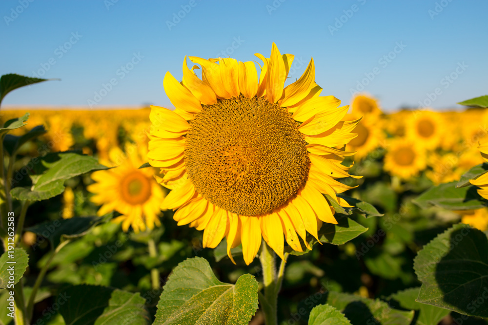 Fototapeta premium Sunflower field landscape