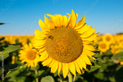 Sunflower field landscape