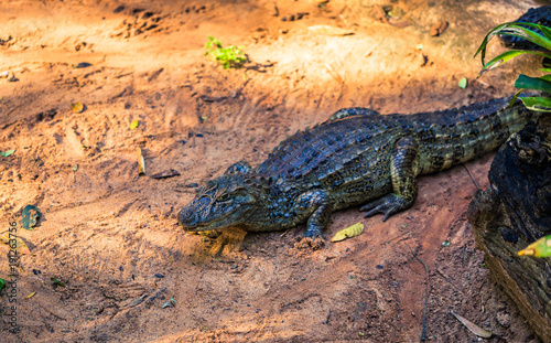 Foz Do Iguazu - June 23, 2017: Cayman crocodile in Bird park in Foz Do Iguazu, Brazil