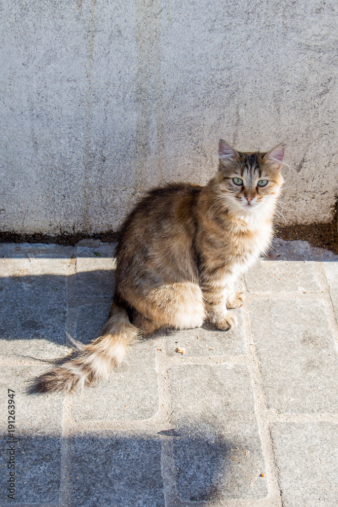 Stray cat is seen  in the street