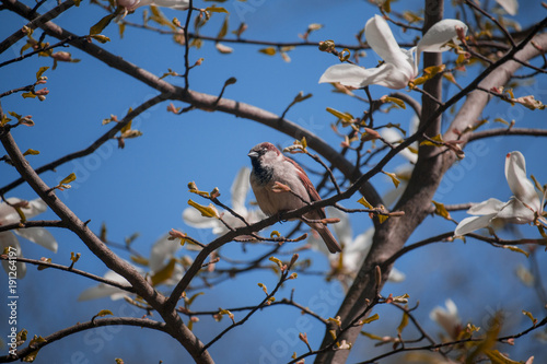 sparrow on a magnolia