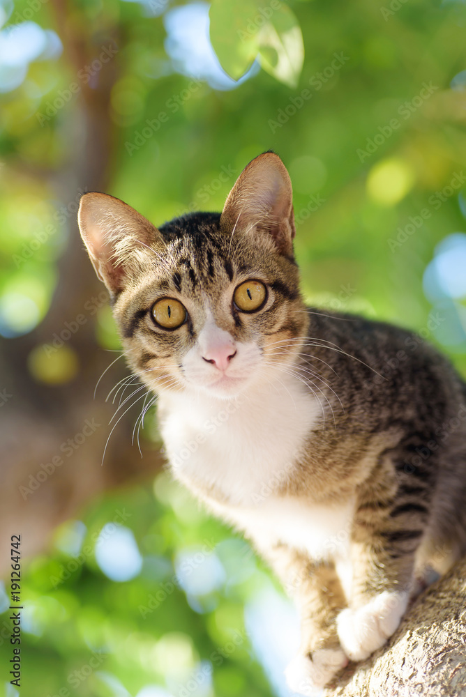 Portrait of cat on the tree, cute animal and pet