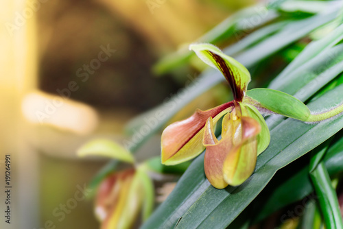 Paphiopedilum orchid flower or Lady's Slipper orchid in Thailand